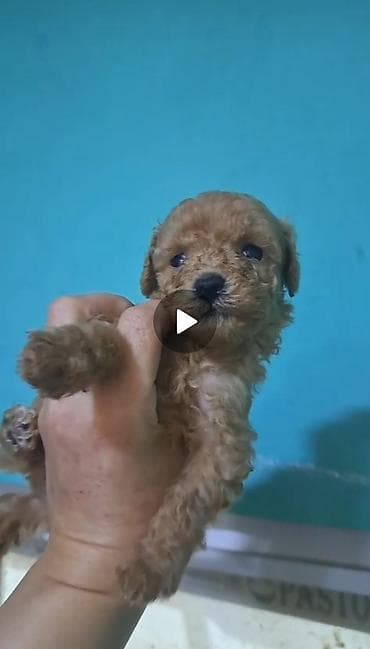 it pisik sekilleri: Pudel, 2 ay, Dişi — 2