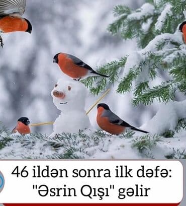 пальто мужское баку: Дубленка, New Yorker, XS — 3