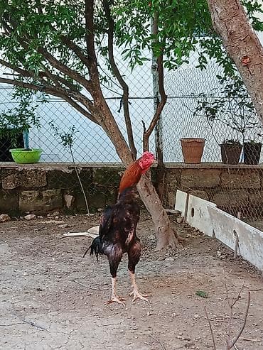 broyler ross: Salam 1illik becedi aktiv becedi saglamdi.barter olunur 2dene heyrati — 2
