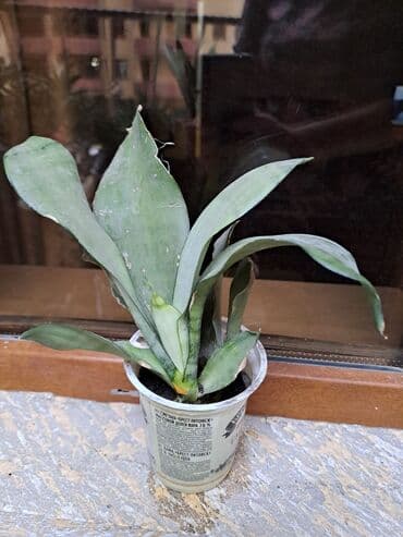 Təmir və tikinti: Сансивьера голубая — 5