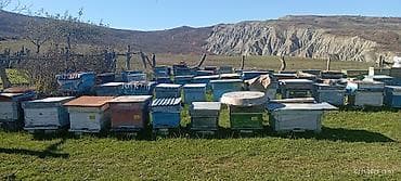 Dovşanlar: 60 yeşik arı ailəsi yeşiklerler bir yerdə satıram buyurub zəng edə — 2