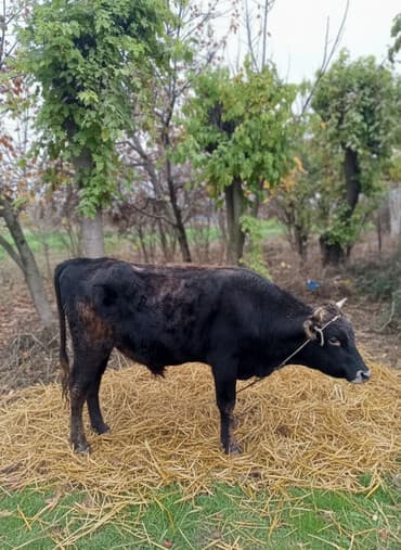 Qara rəngli, qısa buynuzlu cavan erkək mal (öküz). Şəkillərdə kənd lalafo.az -da Qara rəngli, qısa buynuzlu cavan erkək mal (öküz). Şəkillərdə kənd
