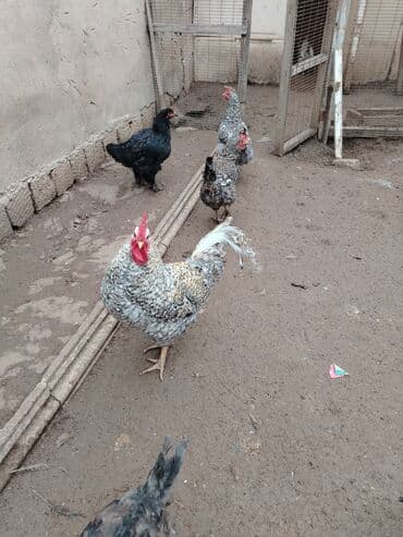 Gəmiricilər: Toyuq, Damazlıq — 5