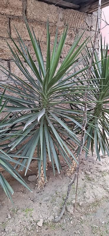 Çöl bitkiləri: Yucca filamentosa (yucca, dekorativ kollar) - Bitki növü: Həmişəyaşıl — 2