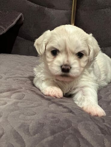 turkmen alabay itleri: Maltipu (Maltese x Pudel) balaları - Cins: Maltipu – hipoallergen — 6