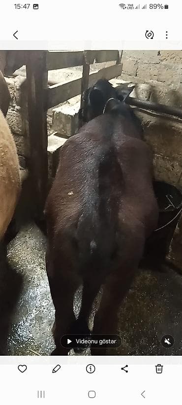 Inəklər, öküzlər: Satış üçün 2 baş iri buynuzlu heyvan - Növ: inək - Rənglər: biri açıq — 5