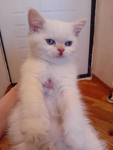 Britan, Erkək, Yaxşı əllərə, Ünvandan götürmə