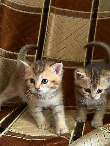 pişik satisi: Şinşilla, Dişi, Erkək, Ödənişli çatdırılma — 3