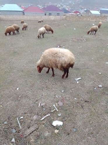 ZİL: 2 dene heyvan diheyvanlar satılır 1 dişi quzu birde qoyun 2 qarın — 13
