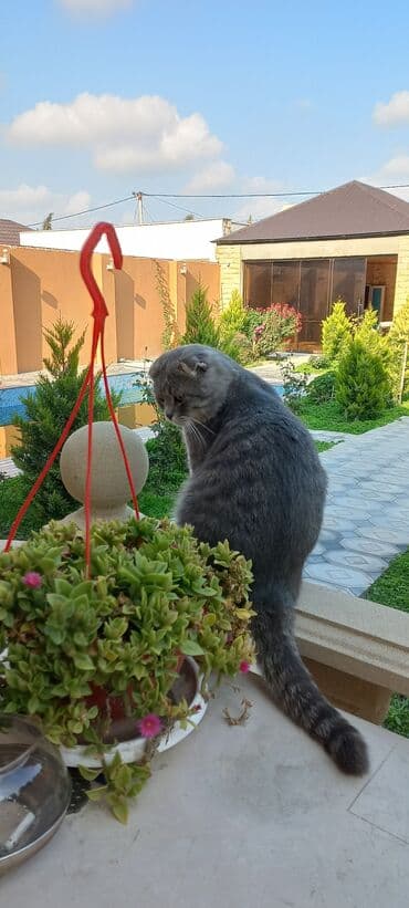 Heyvanlar üçün mallar: Şotland — 3