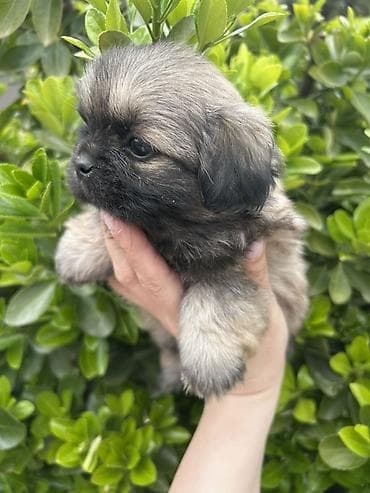 spits itleri: Pekines, 1 ay — 2