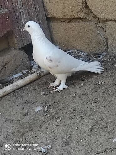 ucuz goyərcin: Qiymət birinə aiddir . quşlar haqqında ətraflı məlumat üçün whatcab — 4