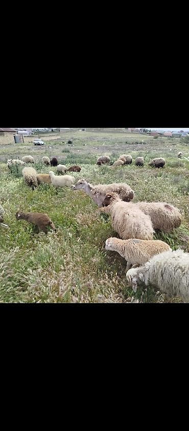 pomeranian spitz satisi: 15 ana15 bala quzular satılır,analar yaşlı heyvanlardır. son qiyməti — 2