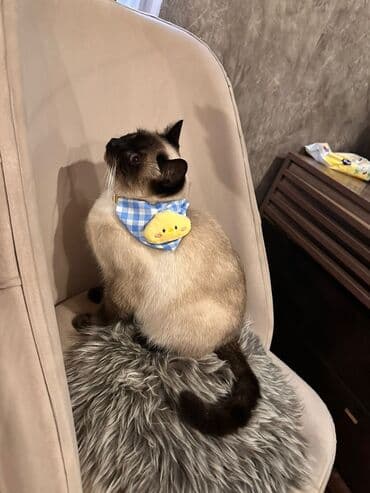 Akvariumlar: Siam, Dişi — 2