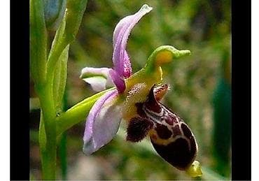 dekabrist gulu qulluq: Saksıda yetişdirilən nadir orkide – “Xaribulbul ” gülləridir - Bitki — 6