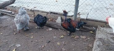 Kabellər: Qısaca Bu Toyuq və Xoruz Sultan cinsi ilə Silkie Ayam Cemani qarışığı — 3