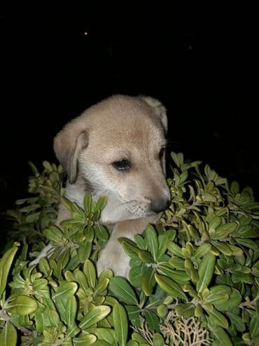 Alfa Romeo: Zvanok balası – erkək, 3 aylıq. Qurd dərmanı verilib. Şirin, sakit — 5