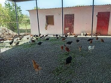 cuca: Toyuq, Yumurtalıq — 2