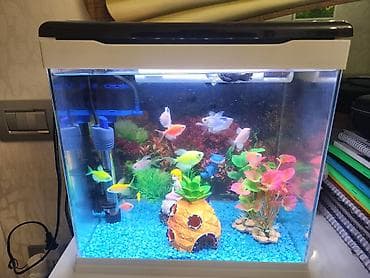 bala keçi: Akvarium, 14 ədəd balıq, 3 ədəd aksesuar, daşlar. Akvariumda qızdırıcı — 2