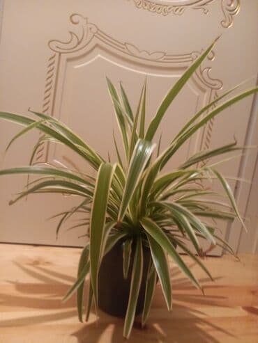 куплю комнатные растения: Gül6m — 5