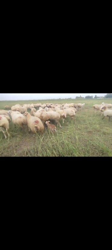 bakida cins ineklerin satisi: Dişi, il: 1, 50 kq, Damazlıq, Ünvandan götürmə — 16