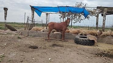 toyuq cuce satiram: Satılır 3 yaş erkey boyu normal yorğa sakitdir — 2