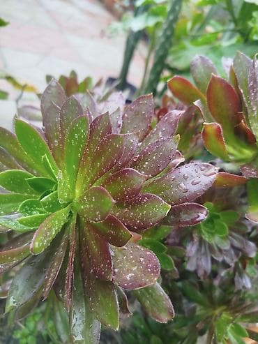 peygember ciceyi: Daxili və balkon yaşıllaşdırılması üçün saksı sukulent/kaktus — 6