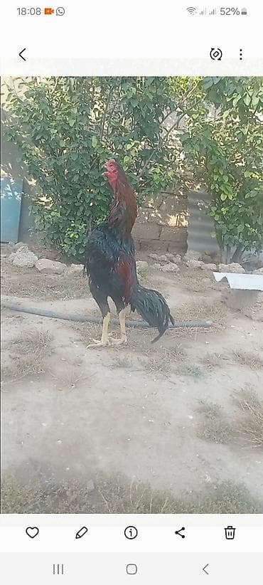 golden roz: Salam yas yarimliq mahmiza ust doyusen ve dalbadal vurumlu xoruzdu — 1
