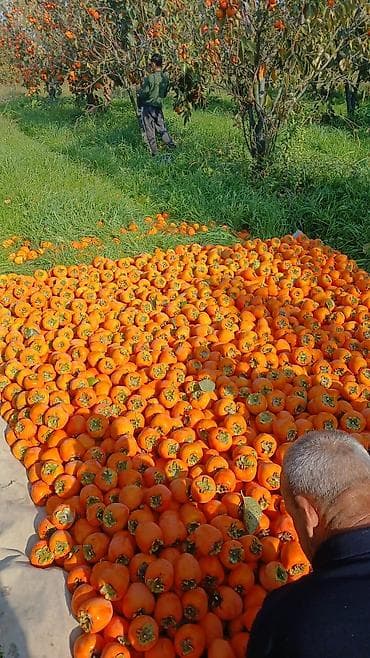 leziz dad qida mmc: Salam göycaydadi satlir kim isdese razilasma yolu ile 2 hekdardi — 3