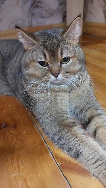 siam pisiyi: Şinşilla, Erkək, Yaxşı əllərə, Ödənişli çatdırılma — 6