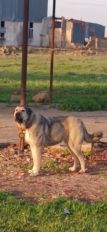 it damlari: Qurdbasar, 2 il, Dişi, Peyvəndli, Ödənişli çatdırılma — 2