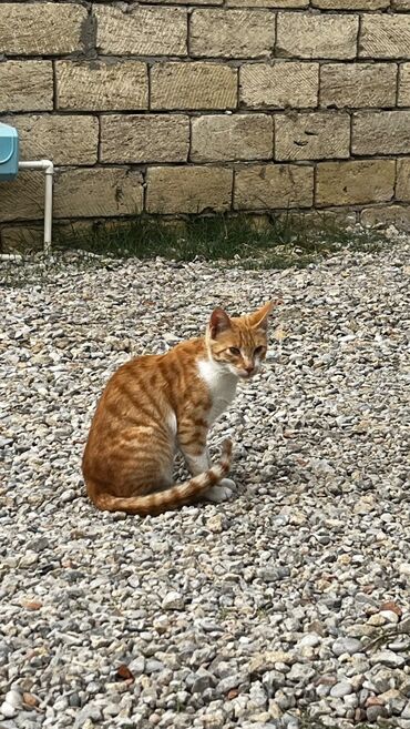 pişiyə verilən adlar: Şinşilla, Erkək — 3