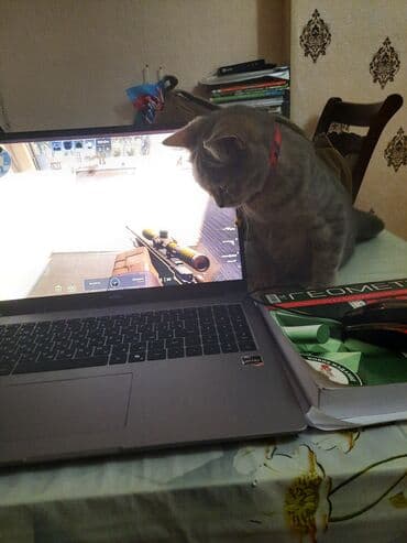 pişik çantasi: Tabbi, Yaxşı əllərə — 8