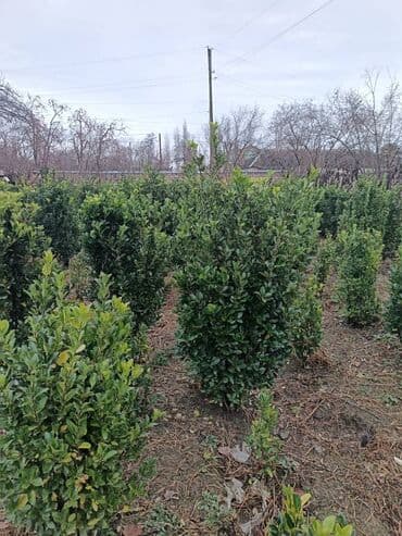 Digər bitkilər: Həmişə yaşıl kol — 3