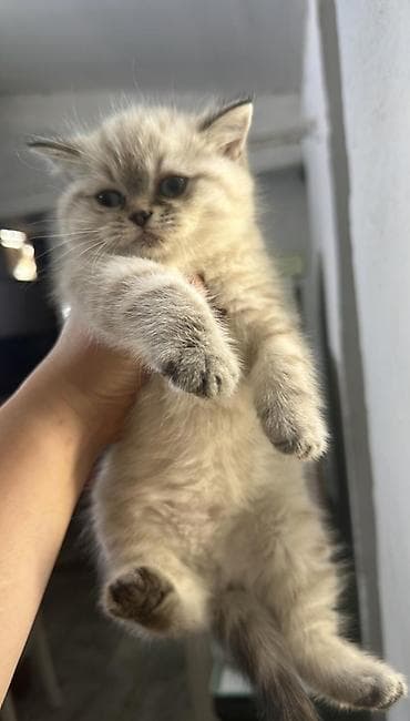 pişik ucuz: Şinşilla, Erkək, Dişi, Yaxşı əllərə, Pulsuz çatdırılma, Ödənişli çatdırılma — 4