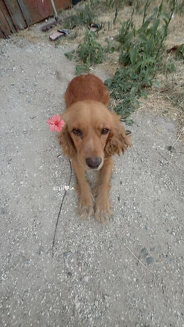 ucuz ev itleri: Koker spaniyel, 2 il, Dişi, Ödənişli çatdırılma — 1