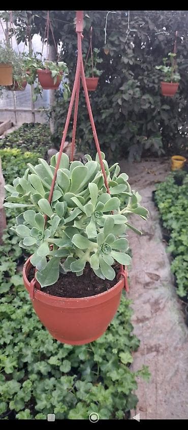 bitki guli: Sukkulent – Echeveria tipli dekorativ bitki (qara plastik saksıda) - — 5