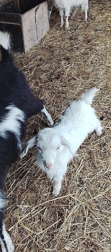 Salam sanny tekesi satılır 2 aylıq baladi təmiz sanny tekesidi lalafo.az -da Salam sanny tekesi satılır 2 aylıq baladi təmiz sanny tekesidi