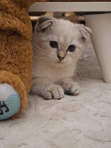 Şotland yastı qulaq, Erkək, Yaxşı əllərə