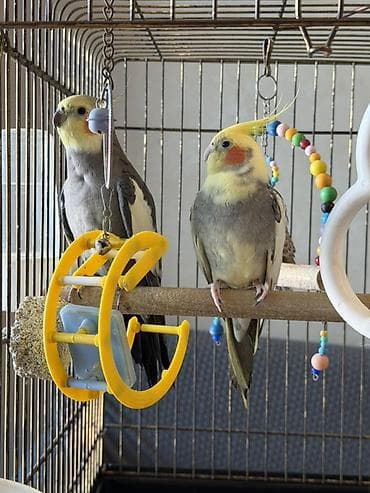 tutuquşu qəfəsi: 2 eded korella və 1 eded tutuquşu ve qefesle birikde .Korellanin biri — 8