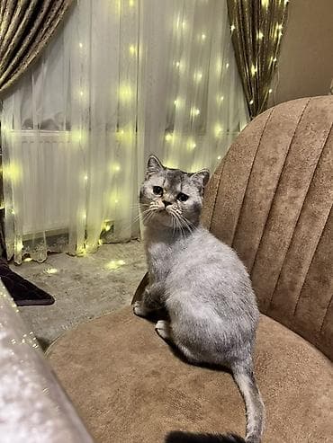 satiliq pisikler: Şinşilla, Erkək, Cütləşmə üçün — 1