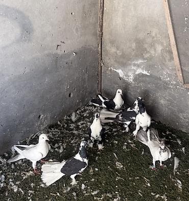 göyərçinlər: Quwlar satilir heresinin oz qiymeti var,hamisi hundur uzun enli — 7