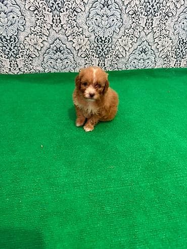 Pudel, 1 ay, Erkek, Pulsuz çatdırılma