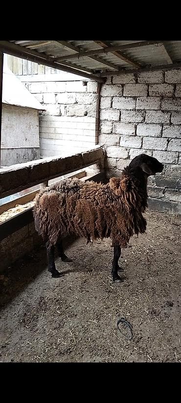 qoyun sortlari: Salam temiz damazlıq heyvanlardır. Toğlu 1 yaşı var qoyun sürməsinə — 2