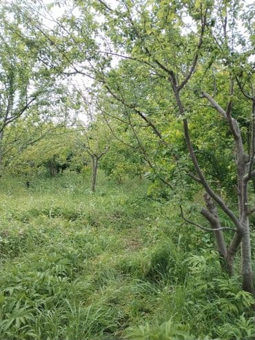 kiraye evlər: Şabran, 120 kv. m, 5 otaqlı, Hovuzsuz, Qaz, İşıq, Su — 7