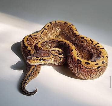 şamo beçə: Предлагаю к продаже здоровых и активных детёнышей королевских питонов — 4