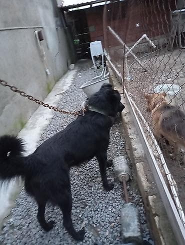 toyuq satilir: Labrador-retriver, 1 il, Erkek, Ünvandan götürmə — 2