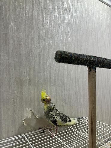 korella satışı: 2 aylıq çox şirin və sağlam Korella papuqay balası satılır. 🐦 Yeni — 5