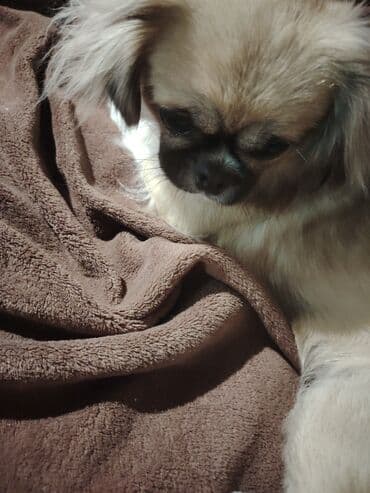 стол компьютерный письменный: Pekines it. Dişidir. 8 aylıqdır. Dil bilir, oynamağı çox sevir — 4