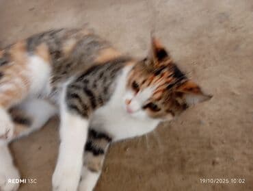 купить домик для кота: Самец, В добрые руки, Доставка в районы — 2